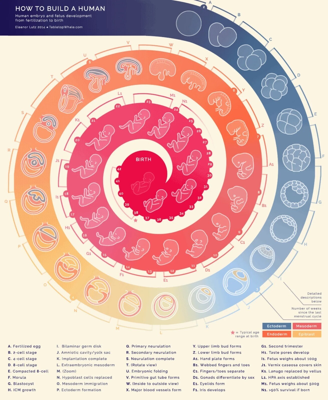 Tabletop Whale's infographic showing the development of a human embryo